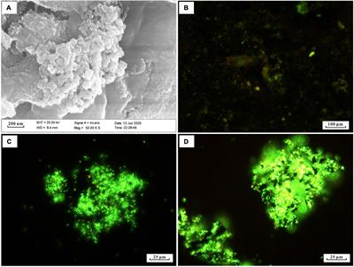 Potential autotrophic carbon-fixer and Fe(II)-oxidizer Alcanivorax sp. MM125-6 isolated from Wocan hydrothermal field